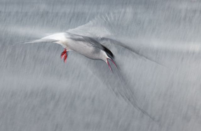 Title “Angry Tern