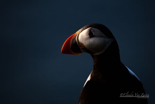 Title “Puffin” (1)</br> 2021 5th International Contest Unlimited Photo Montenegro</br>