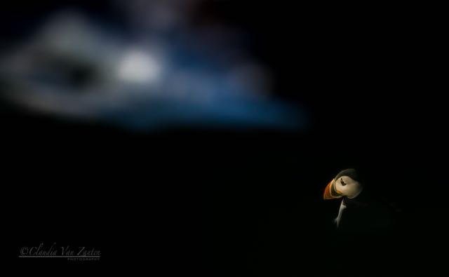 Title “Puffin dreams” (1)</br> 2021 9rd Exhibition of Photography “Ecological truth” Slovenia