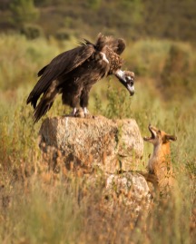 VANZANTEN_5_The Fox and the Vulture.jpg